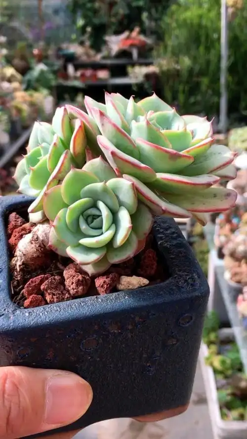 奶油黄桃老桩 9890