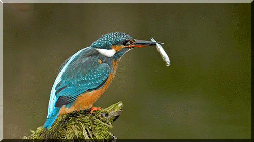 gif素材:美丽活泼的小鸟