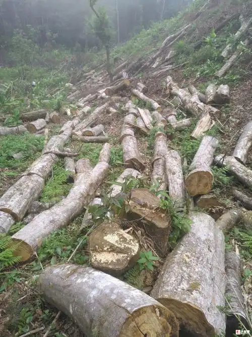 销售水冬瓜,杂木.