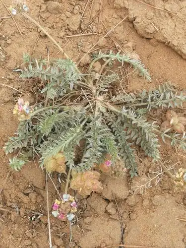 来到了海子塔乡圪针墕村,满地的小黄花不禁让我们心里一惊,是山苦荬