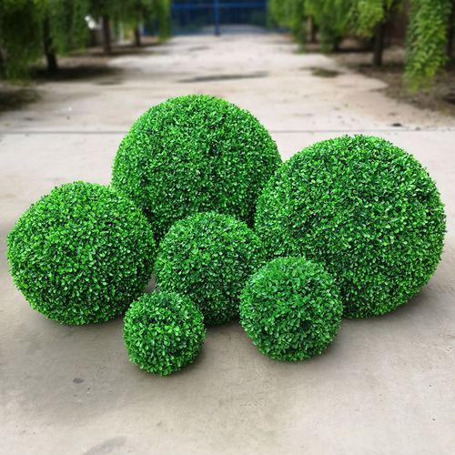 装饰草球附赠草球花盆套餐-千年天葵