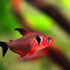 南美进口鱼 小型观赏鱼 潘塔纳尔红衣梦幻旗 草缸群游灯科鱼