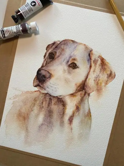 水彩宠物拉布拉多
