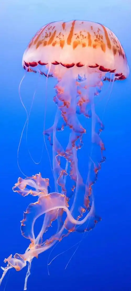 深海水母壁纸,水母像是从童话故事中走出来的生物,优雅而梦幻