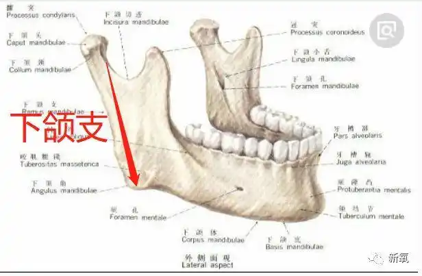 下颌体长,下颌支短;(也就是我们所说的下巴长,然后下颌角拐角部位靠近