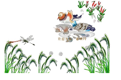 【原创素材】鸟类透明gif素材(3)