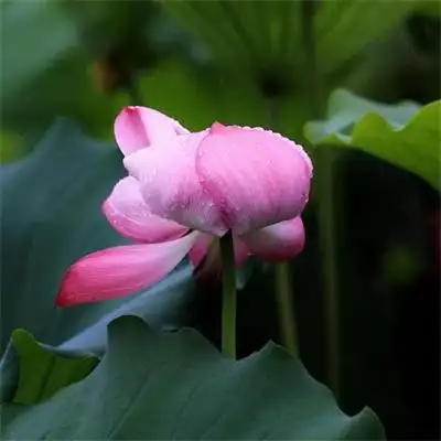 大自然的美有花有草有风景超高清头像