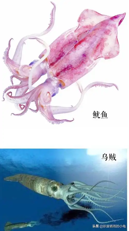 章鱼,乌贼,鱿鱼,八爪鱼,有啥不一样?
